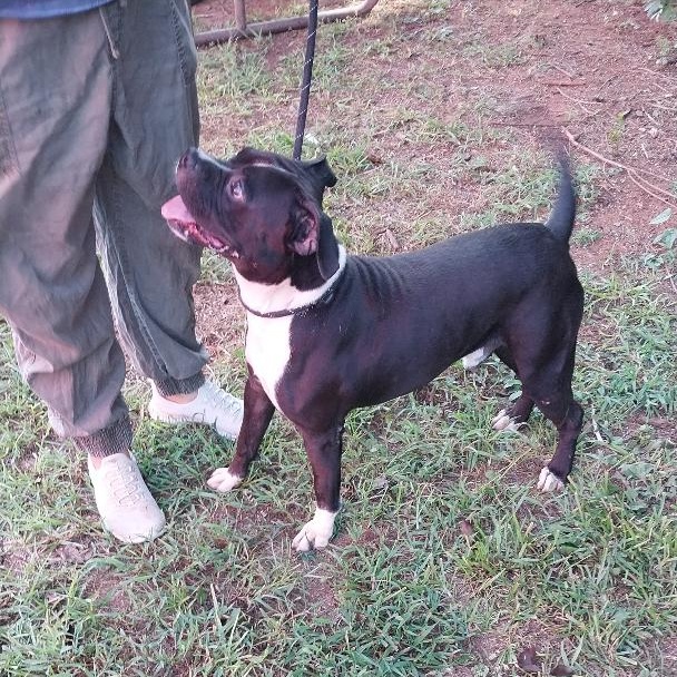 Pickles, a Adopted mixed breed image 4/5