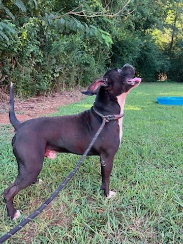 Pickles, a Adopted mixed breed image 5/5