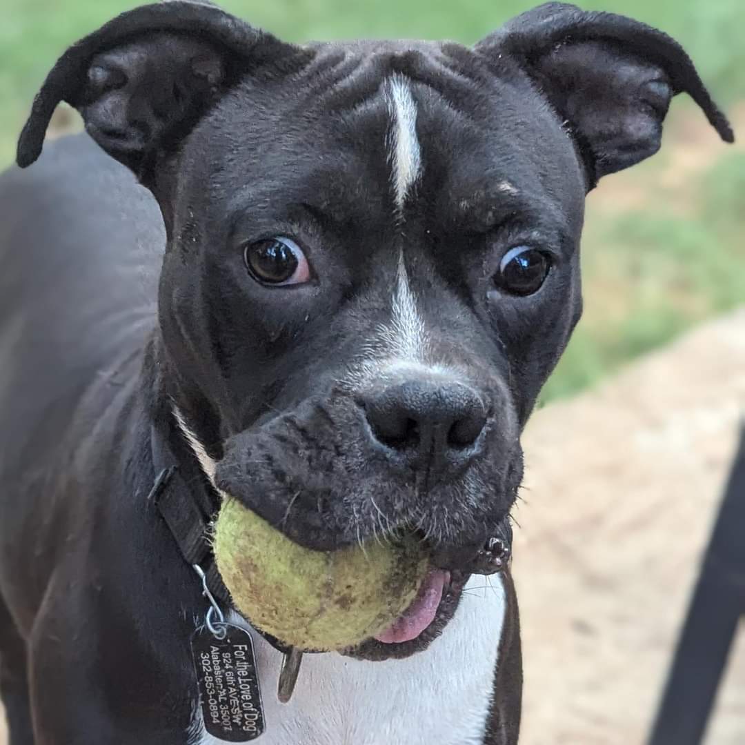 Pickles, a Adopted mixed breed image 2/5