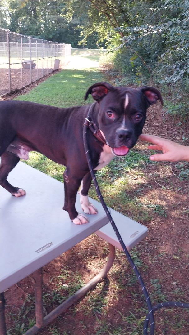 Pickles, a Adopted mixed breed image 3/5