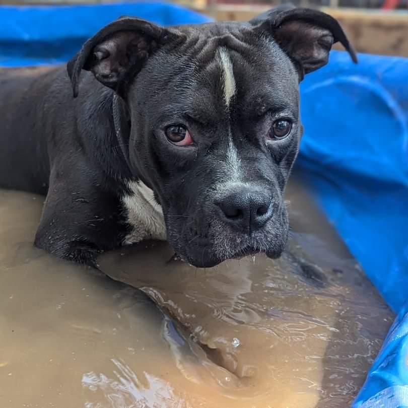 Pickles, a Adopted mixed breed image 1/5