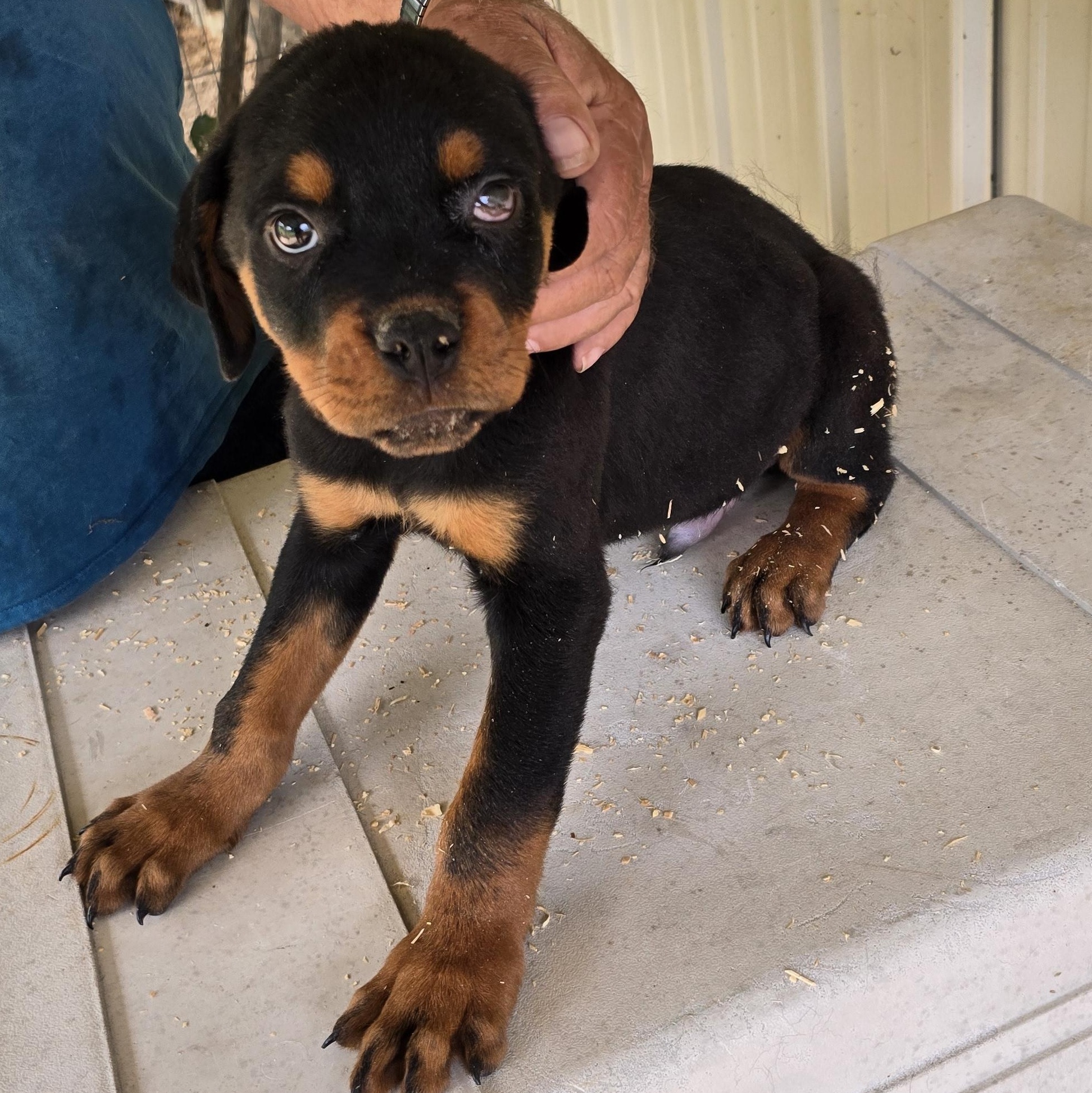 Enlarge Thor, an adopted Rottweiler in Zaleski, OH image 1/1