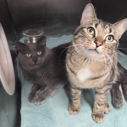 Freddie Mercury, Adoptable, Young Male Domestic Short Hair & Domestic Short Hair.