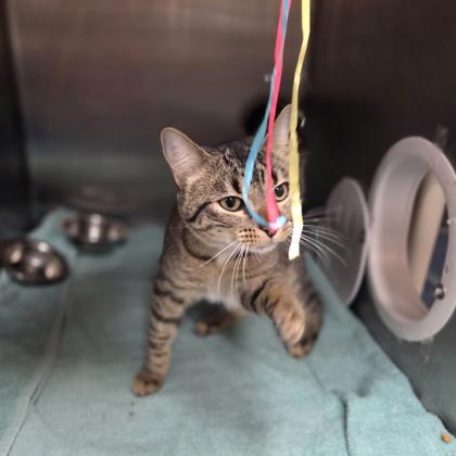 Enlarge Freddie Mercury, a Adoptable mixed breed in Westland, MI image 2/3