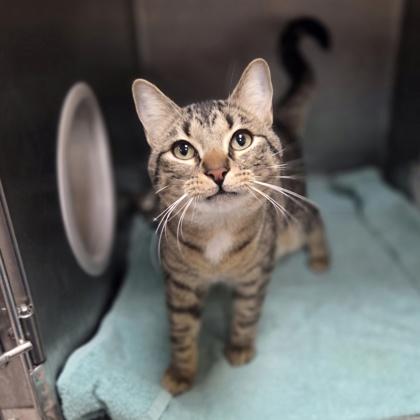 Enlarge Freddie Mercury, a Adoptable mixed breed in Westland, MI image 3/3