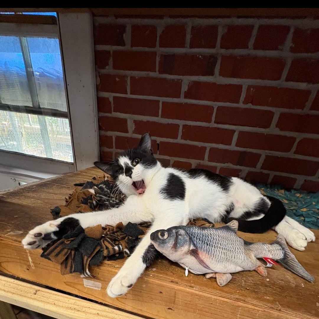 Enlarge Snoopy, a Adoptable Domestic Short Hair in Spartanburg, SC image 5/6