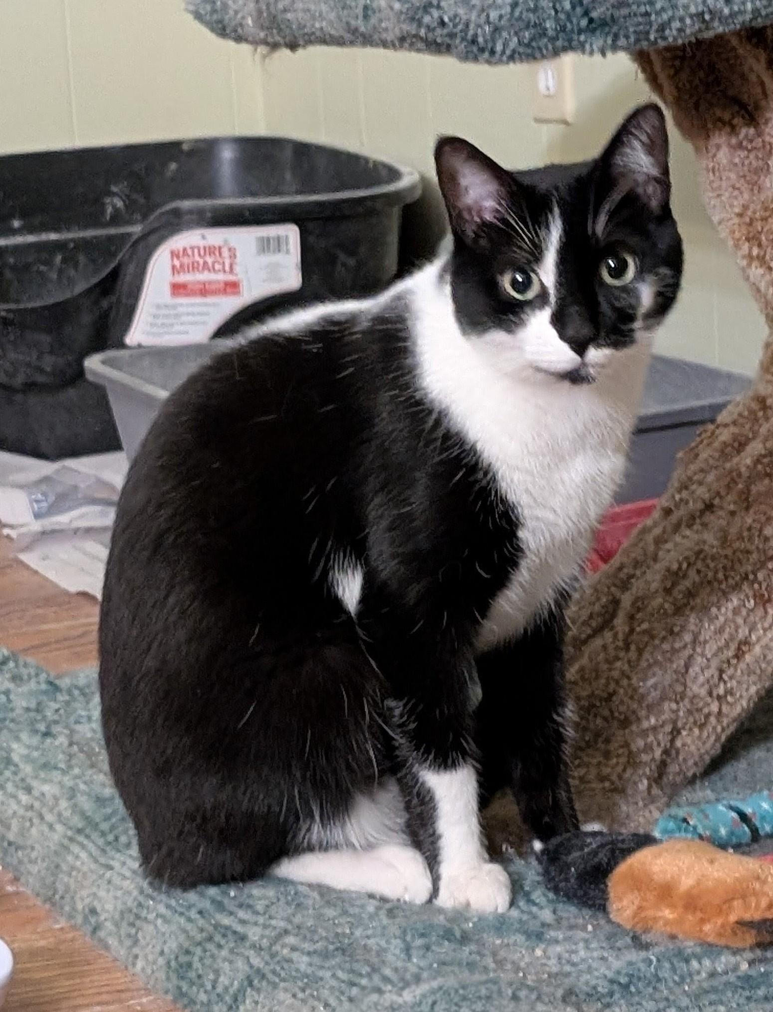 Oliver, an adopted Domestic Short Hair in Guelph, ON image 2/2