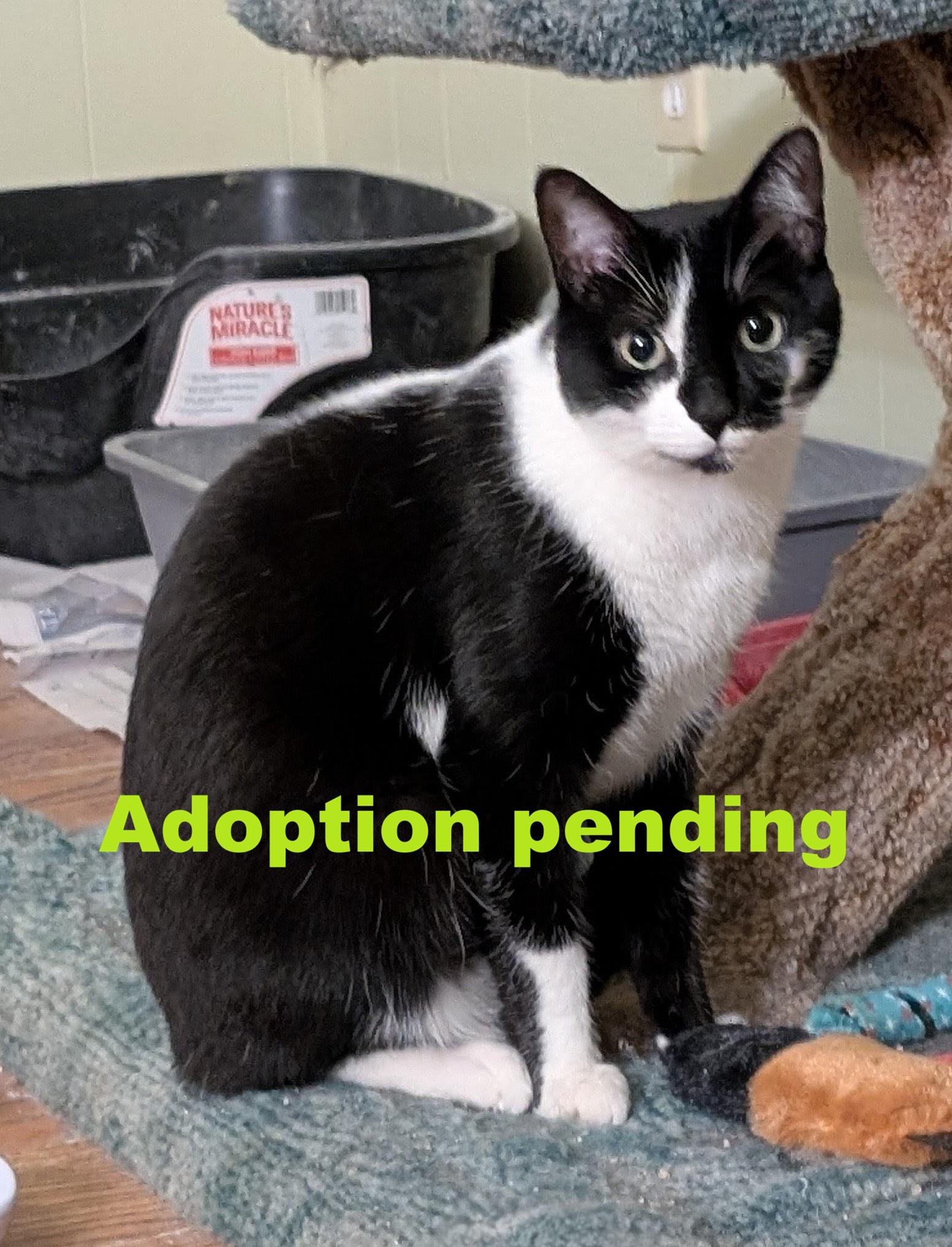 Oliver, an adopted Domestic Short Hair in Guelph, ON image 1/2