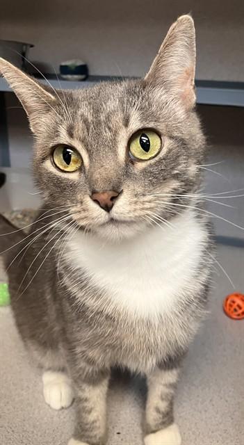 JADE, Adoptable, Young Female Domestic Short Hair.