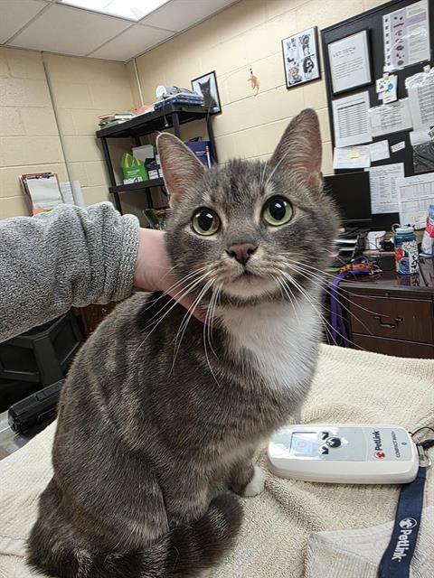 JADE, Adoptable, Young Female Domestic Short Hair.