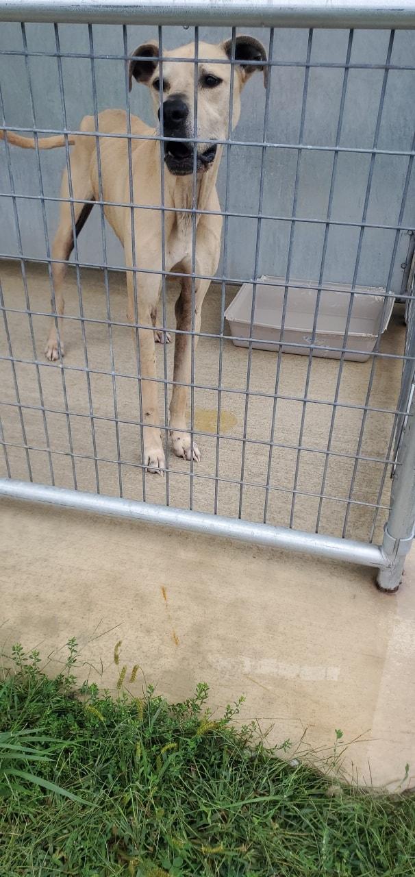 Enlarge Bentley, a Adopted mixed breed in Attica, IN image 1/2