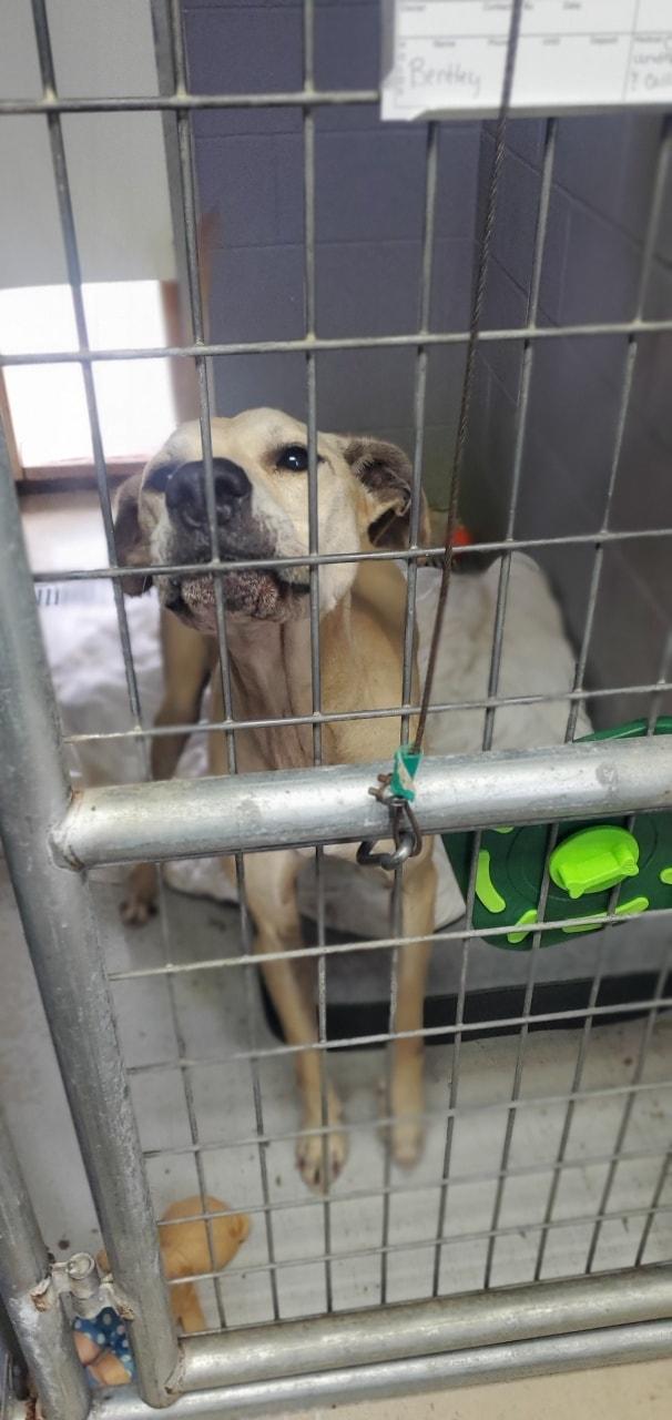 Bentley, Adopted, Adult Female Great Dane.