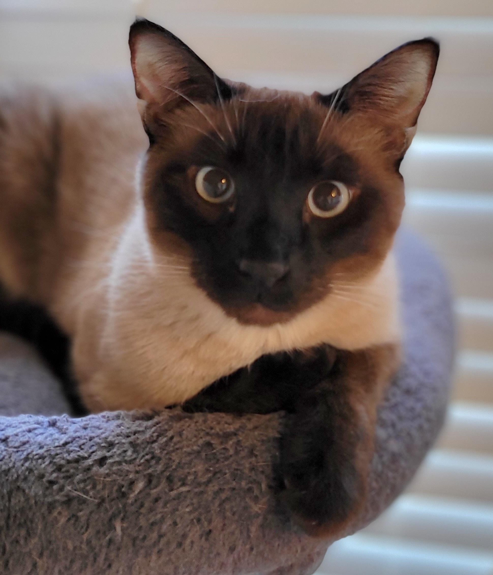 Enlarge Flame, a Adoptable mixed breed in Murfreesboro, TN image 4/5