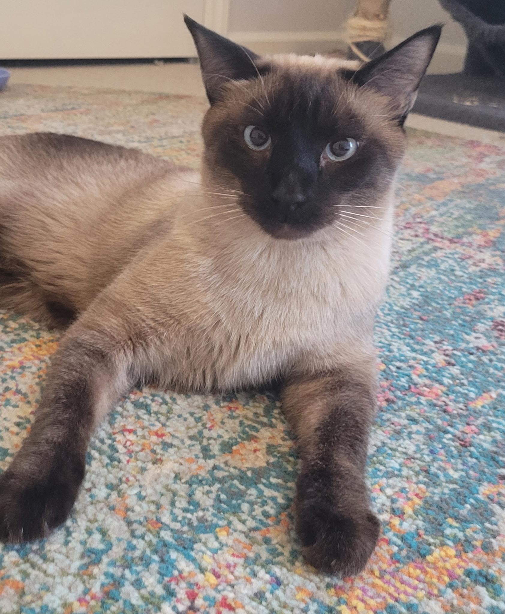 Flame...a sensitive boy with a warm heart, Adopted, Adult Male Domestic Short Hair & Siamese.