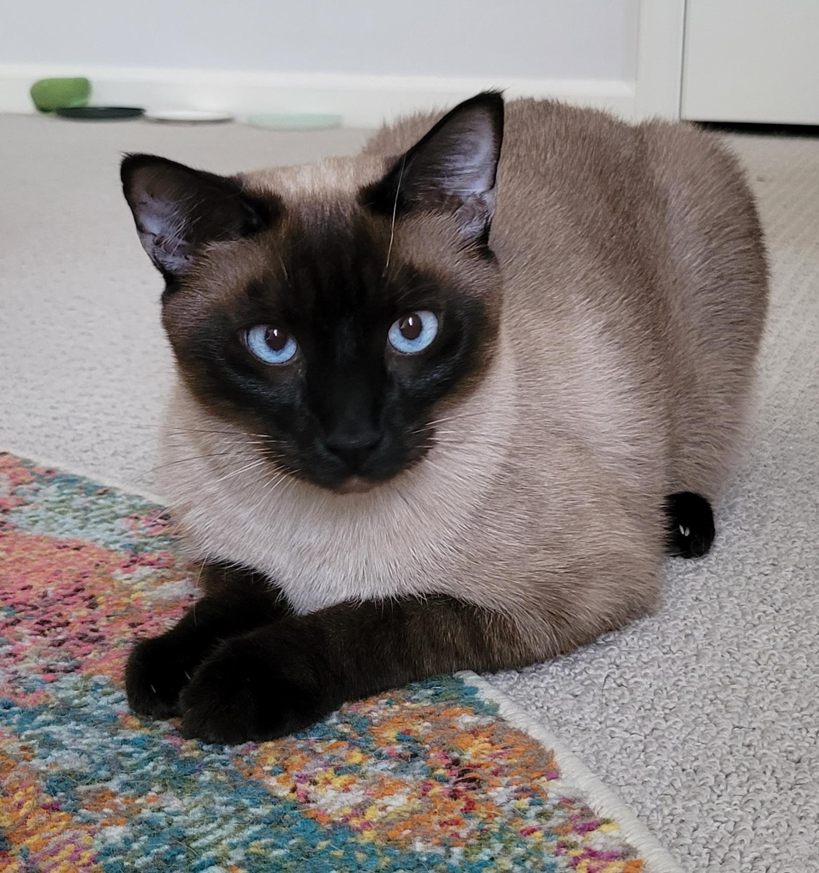 Flame, Adoptable, Adult Male Domestic Short Hair & Siamese.