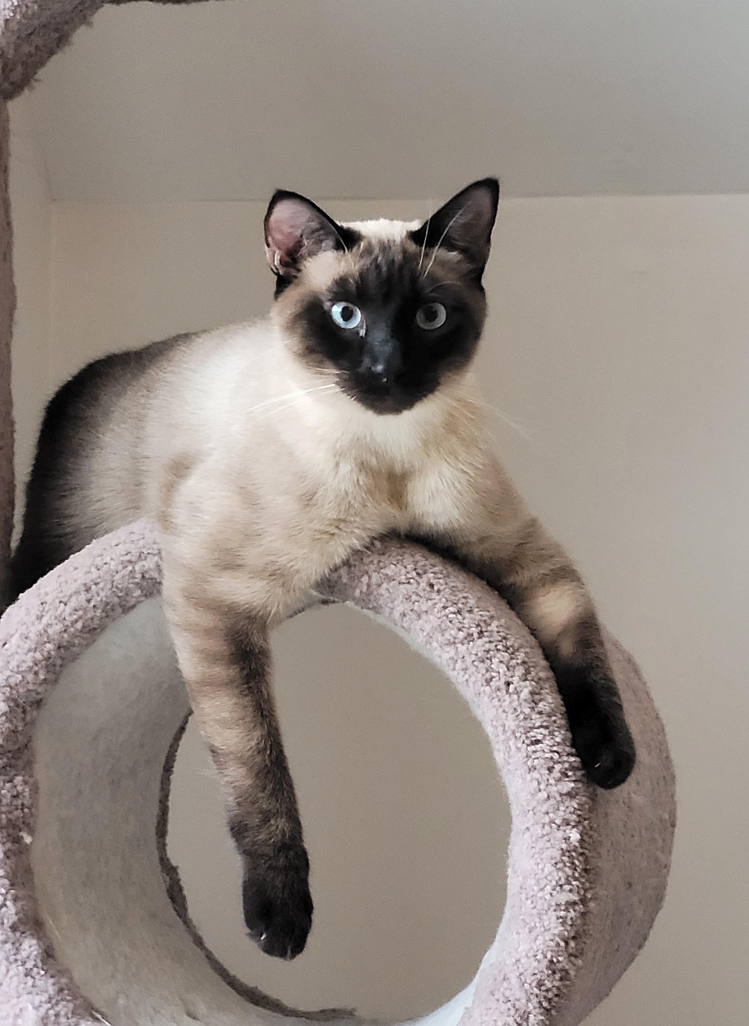 Enlarge Flame, a Adoptable mixed breed in Murfreesboro, TN image 3/5