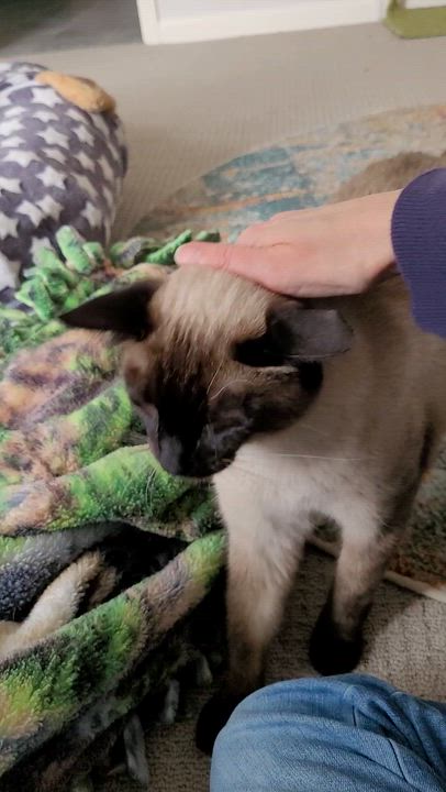 Enlarge Flame, a Adoptable mixed breed in Murfreesboro, TN video 5/5