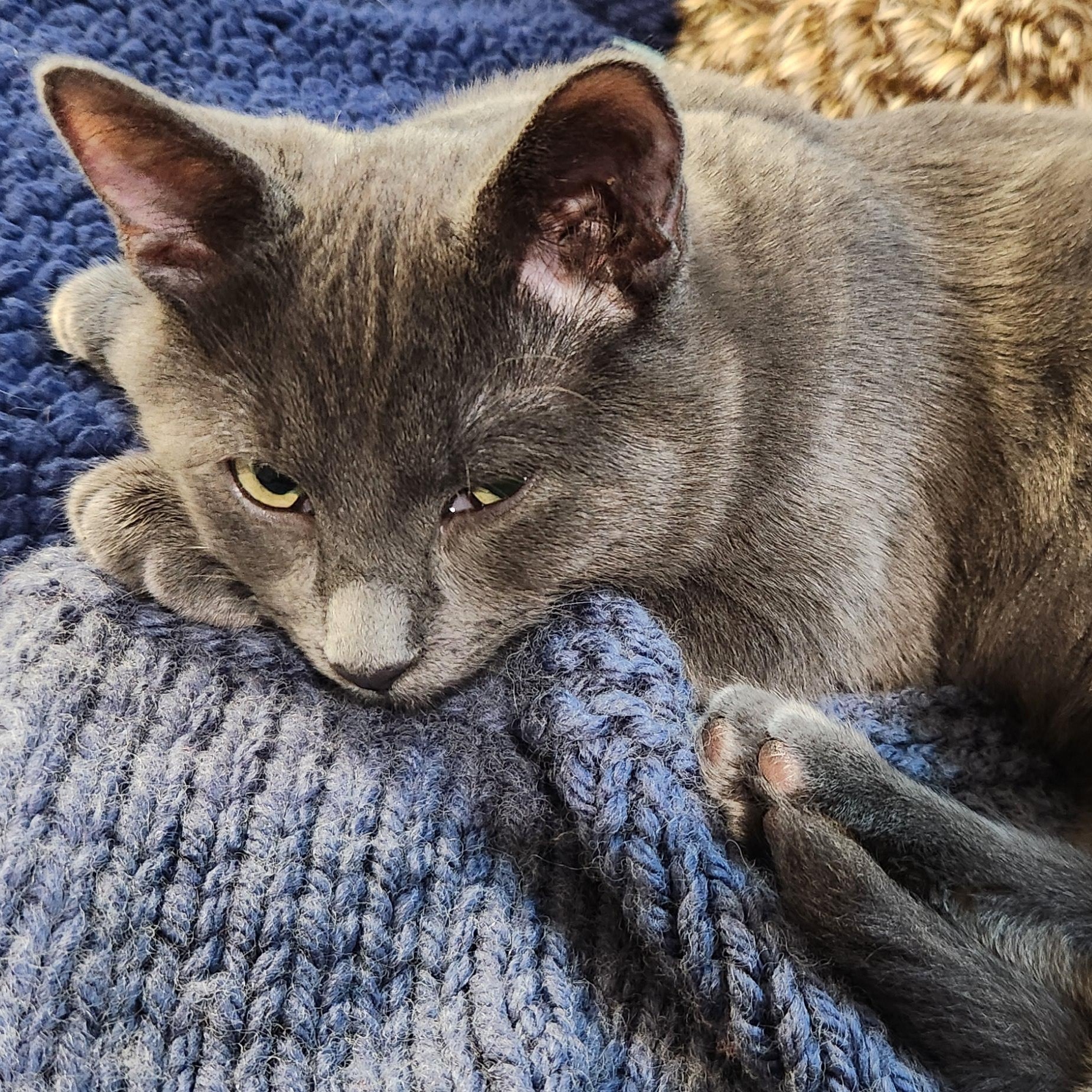 Billy Haseman, a ADOPTABLE Domestic Short Hair in Denver, CO image 6/6