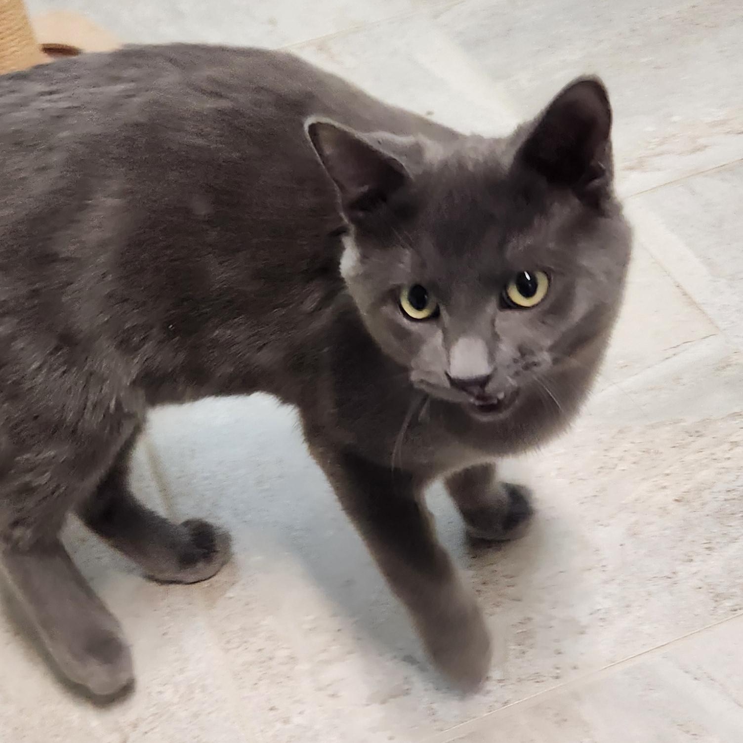 Billy Haseman, a ADOPTABLE Domestic Short Hair in Denver, CO image 4/6