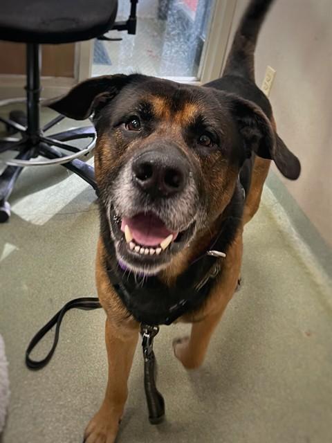 Enlarge TREY, a Adoptable mixed breed in Boston, MA image 1/1