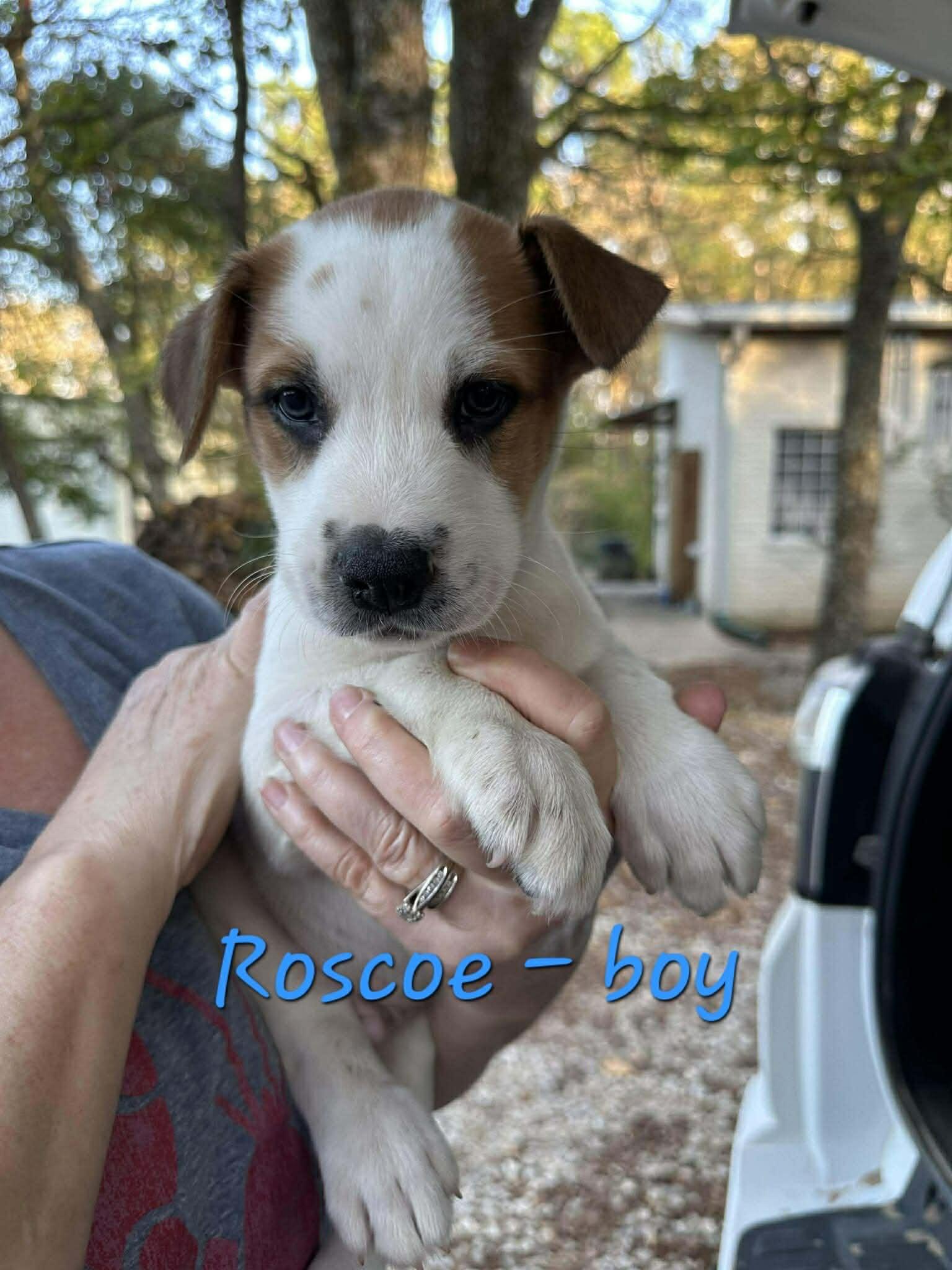 Roscoe the mixed breed puppy, a Adoptable mixed breed in Muskego, WI image 1/2