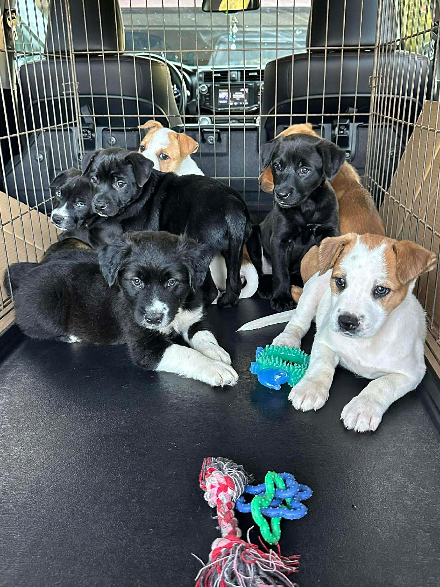 Roscoe the mixed breed puppy, a Adoptable mixed breed in Muskego, WI image 2/2