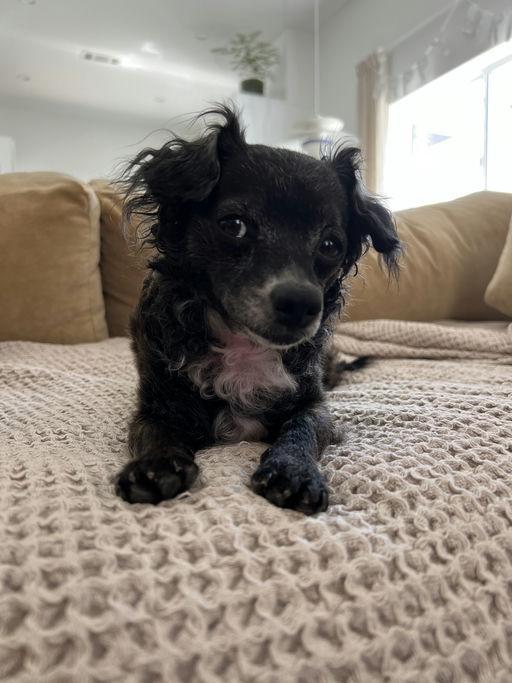 Flower, an adopted mixed breed in Los Angeles, CA image 4/4