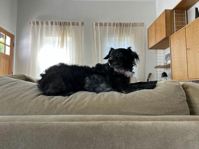 Flower, an adopted mixed breed in Los Angeles, CA image 2/4
