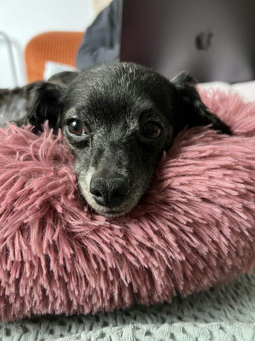 Flower, adopted, Adult Female Chihuahua.