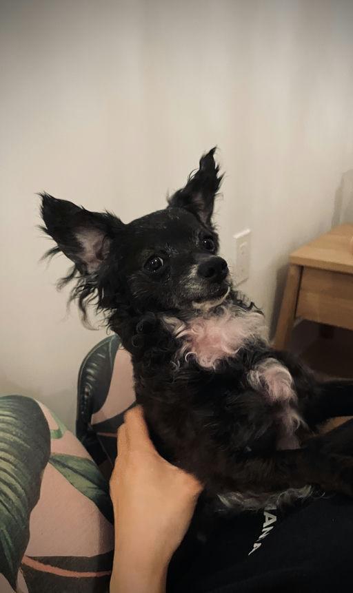 Flower, an adopted mixed breed in Los Angeles, CA image 3/4