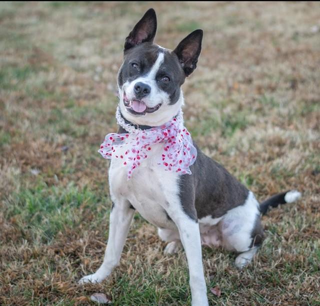 Enlarge DIVA, a Adoptable mixed breed in York, SC image 1/1
