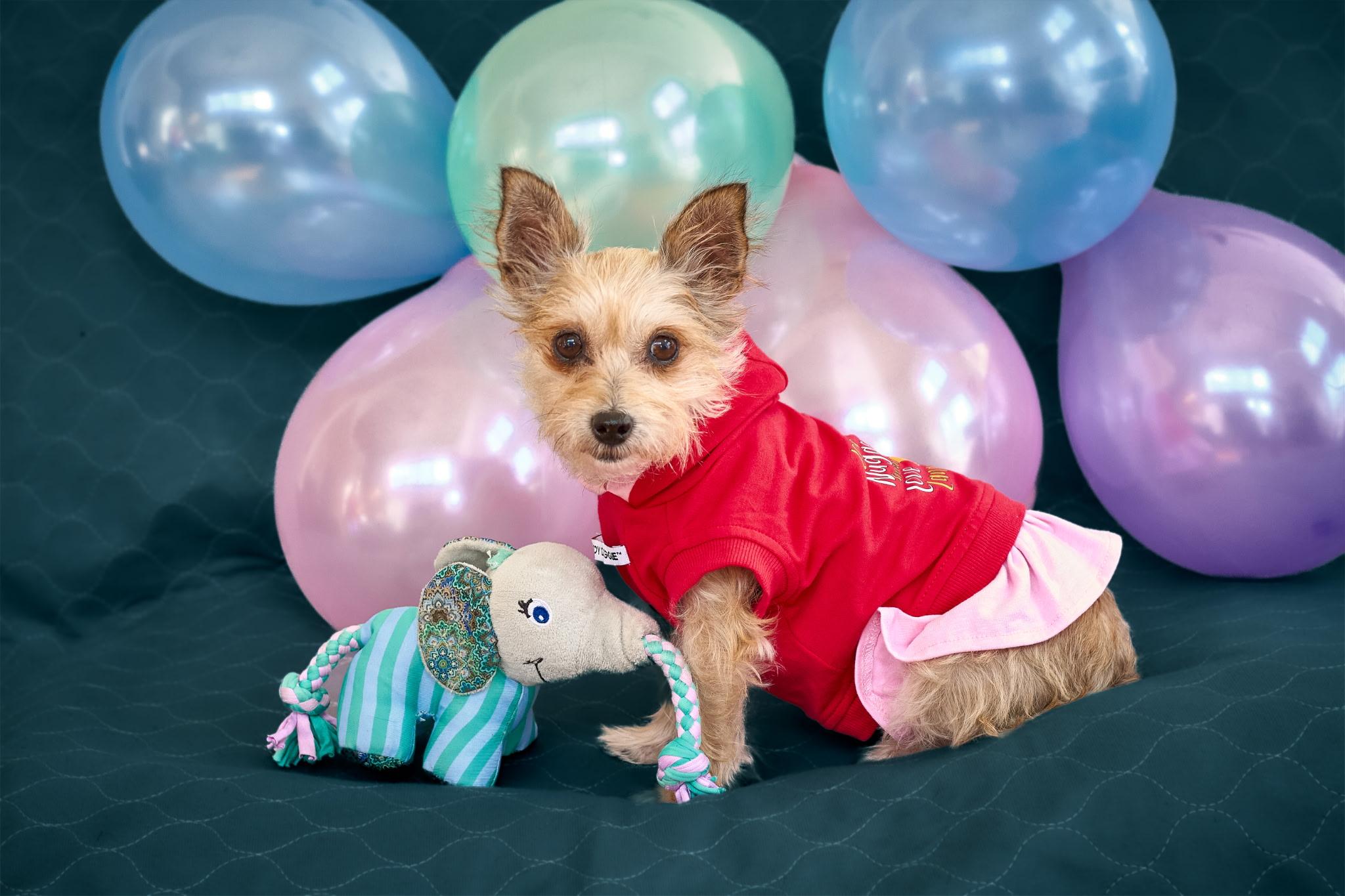 Poppy, ADOPTABLE, Adult Female Yorkshire Terrier & Mixed Breed.