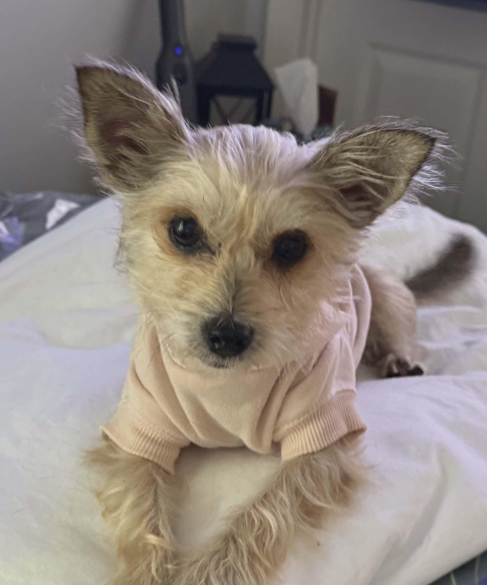 Enlarge Poppy, a ADOPTABLE mixed breed in Ellicott City, MD image 2/5