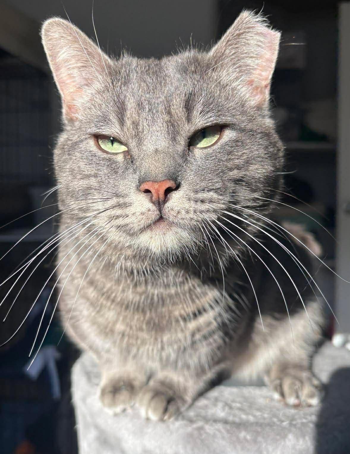 Munchkin, Adoptable, Adult Male Domestic Short Hair.