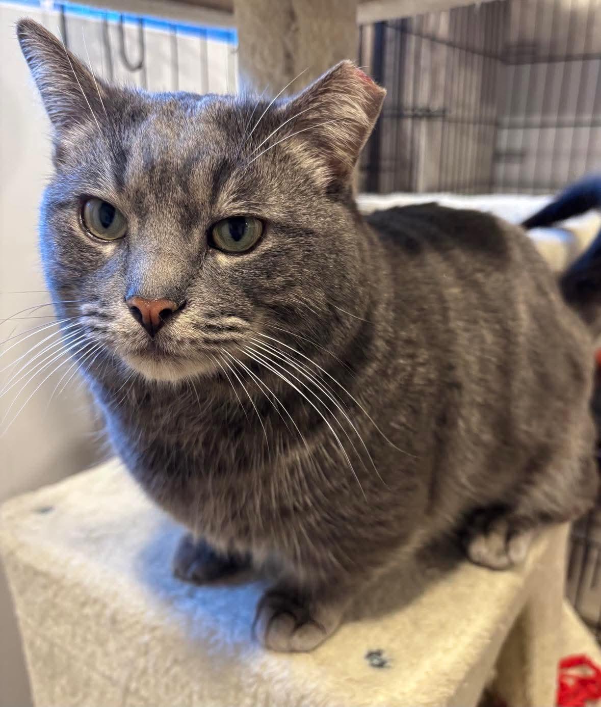 Enlarge Munchkin, a Adoptable Domestic Short Hair in Terrebonne, QC image 4/6