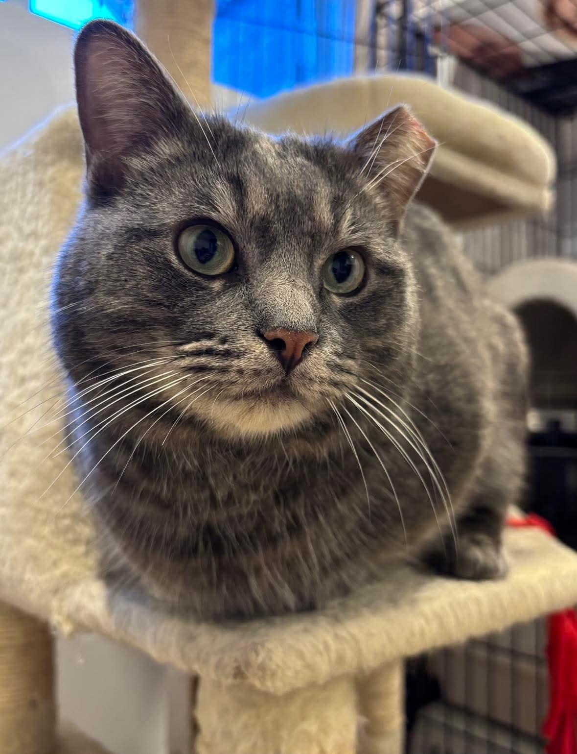 Enlarge Munchkin, a Adoptable Domestic Short Hair in Terrebonne, QC image 2/6