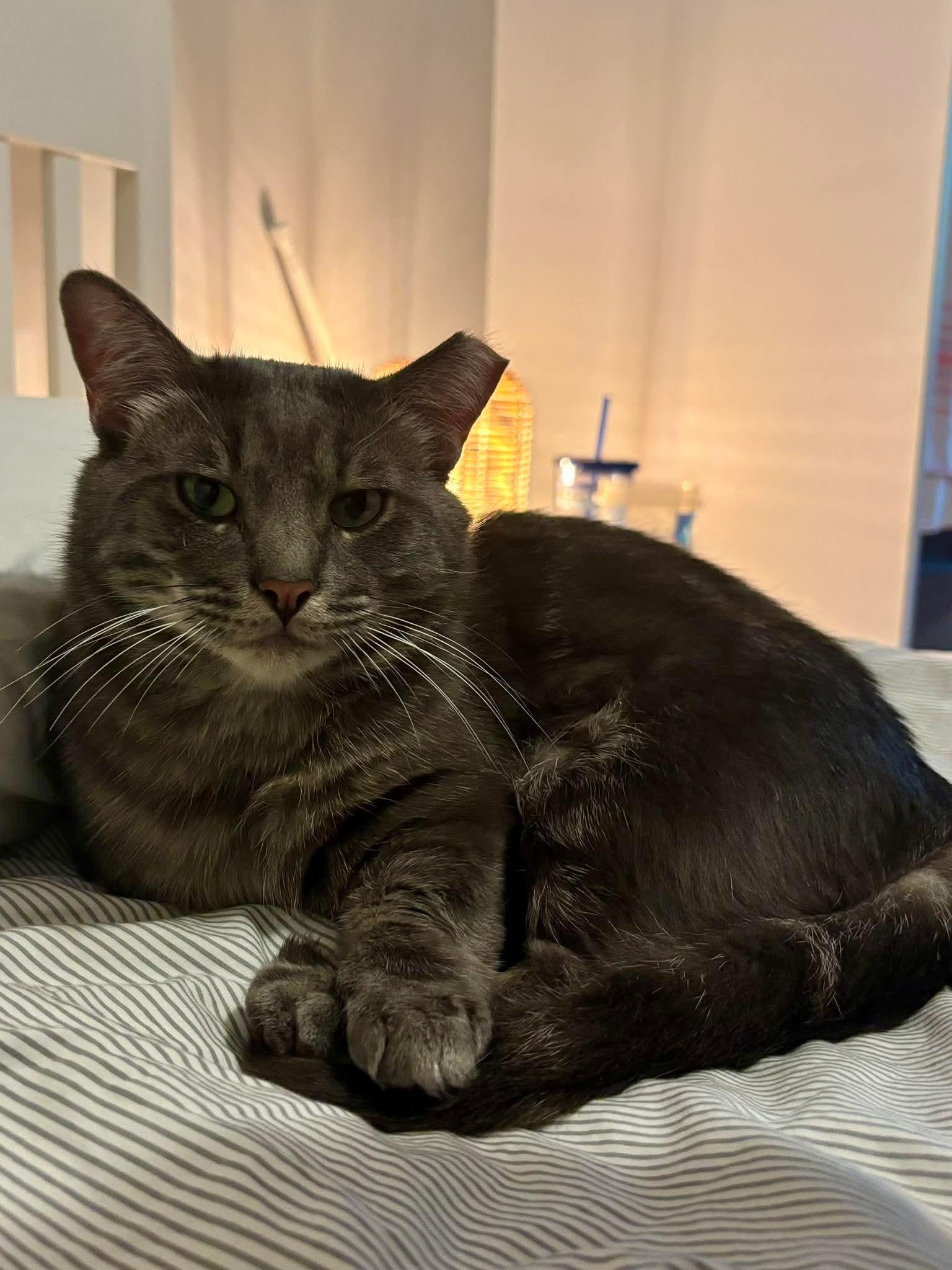 Munchkin "le chat nain", a Adoptable Domestic Short Hair in Terrebonne, QC image 5/5