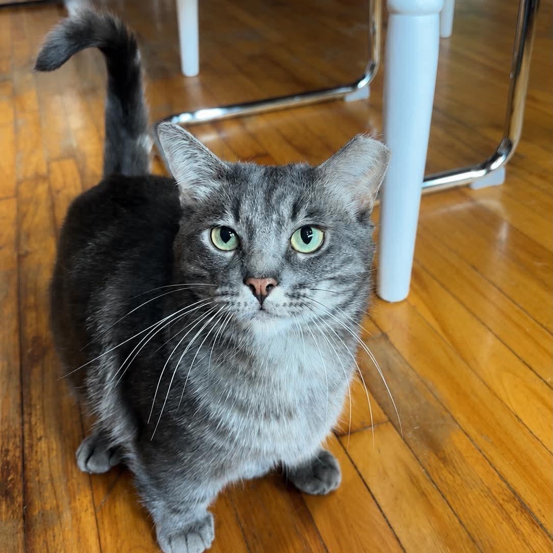 Munchkin "le chat nain", a Adoptable Domestic Short Hair in Terrebonne, QC image 1/5
