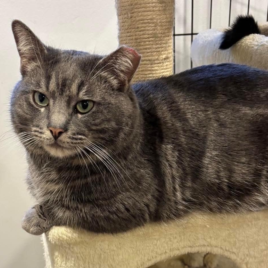Munchkin "le chat nain", a Adoptable Domestic Short Hair in Terrebonne, QC image 3/5