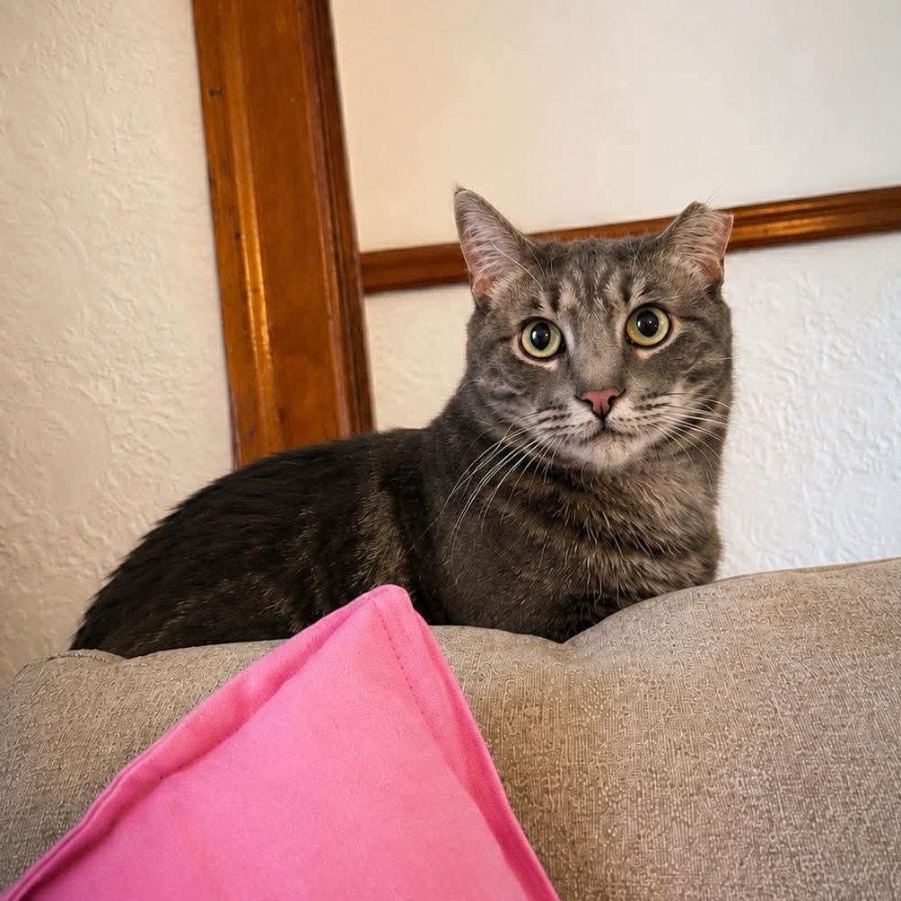 Munchkin "le chat nain", a Adoptable Domestic Short Hair in Terrebonne, QC image 2/5