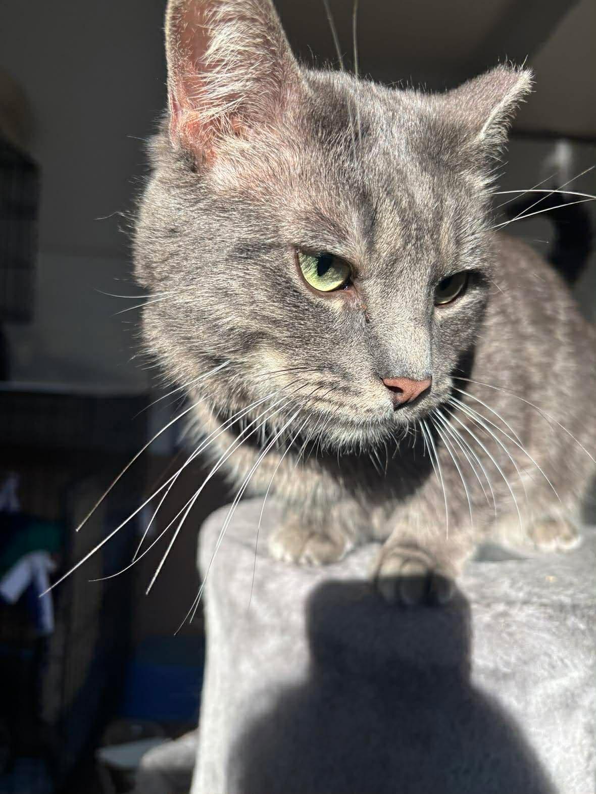 Enlarge Munchkin, a Adoptable Domestic Short Hair in Terrebonne, QC image 6/6