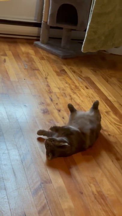 Enlarge Munchkin "le chat nain", a Adoptable Domestic Short Hair in Terrebonne, QC video 4/5