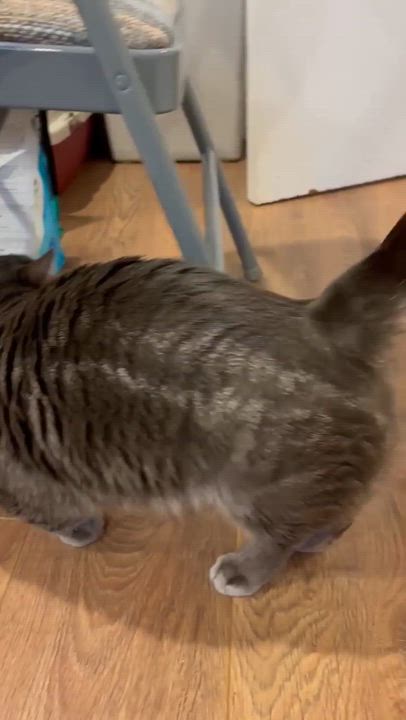 Enlarge Munchkin, a Adoptable Domestic Short Hair in Terrebonne, QC video 5/6