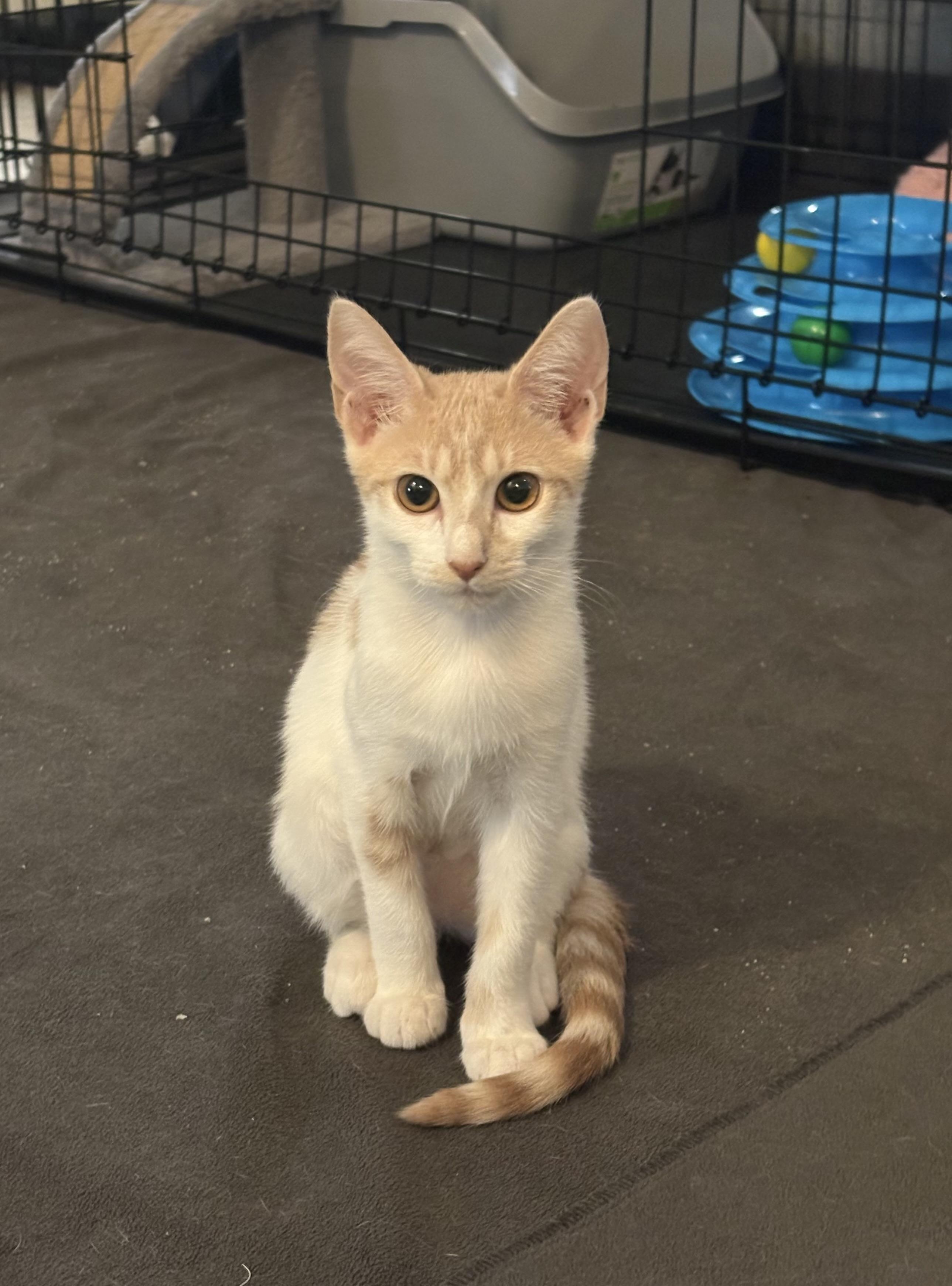 Enlarge Kailani, a Adoptable mixed breed in St Petersburg, FL image 1/6