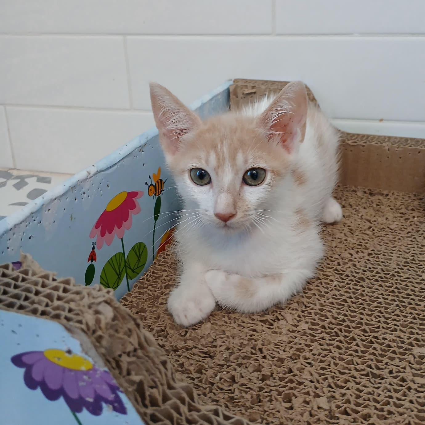 Enlarge Kailani, a Adoptable mixed breed in St Petersburg, FL image 2/6