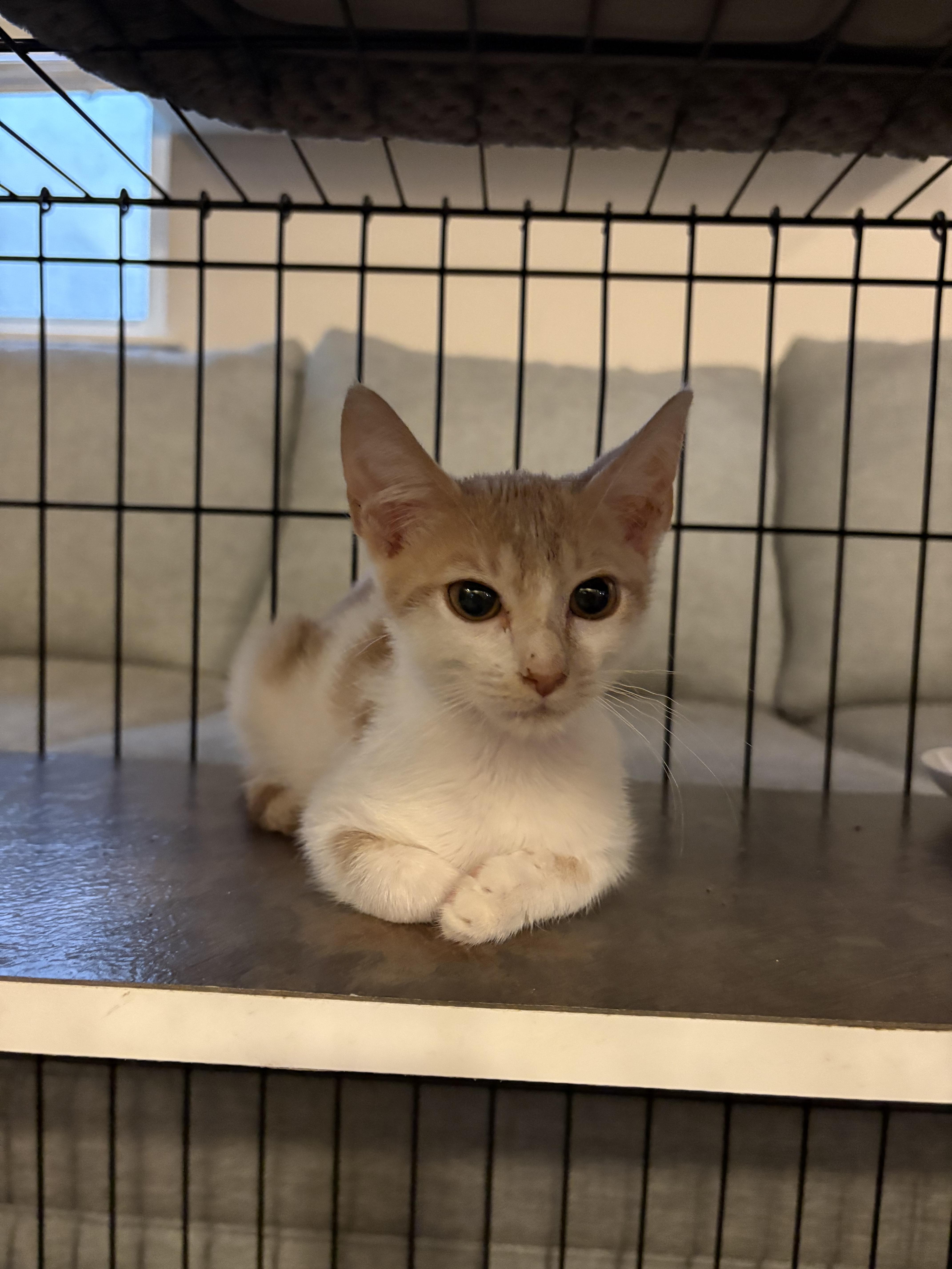 Enlarge Kailani, a Adoptable mixed breed in St Petersburg, FL image 5/6