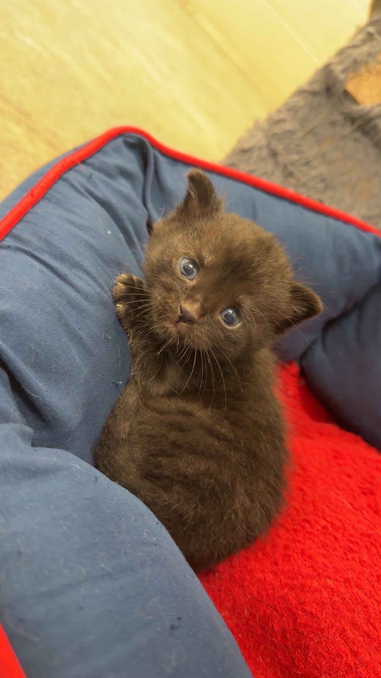 Hamm, a ADOPTABLE American Shorthair in Boonville, MO image 1/3