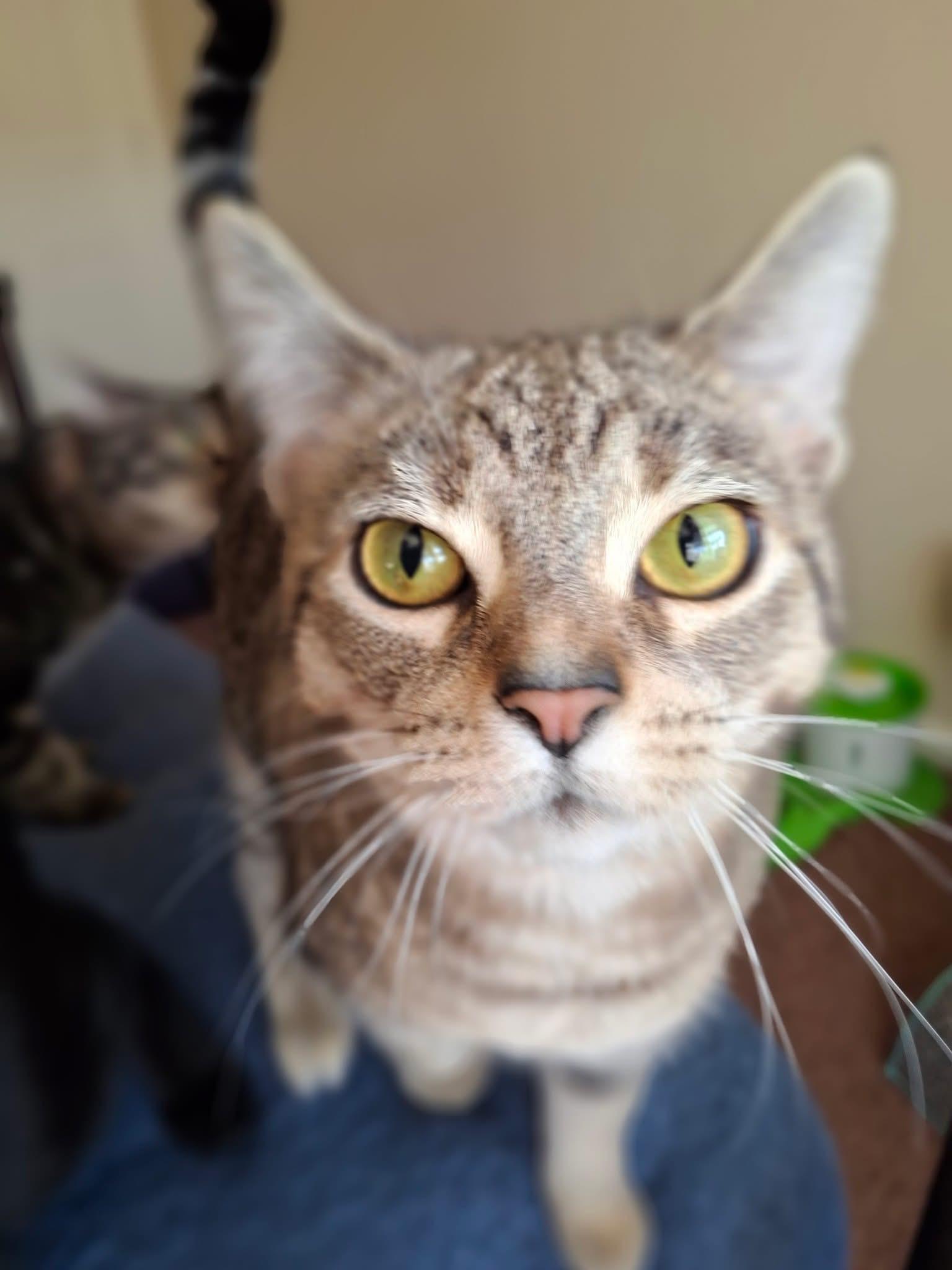 Venus, Adoptable, Kitten Female Domestic Short Hair.