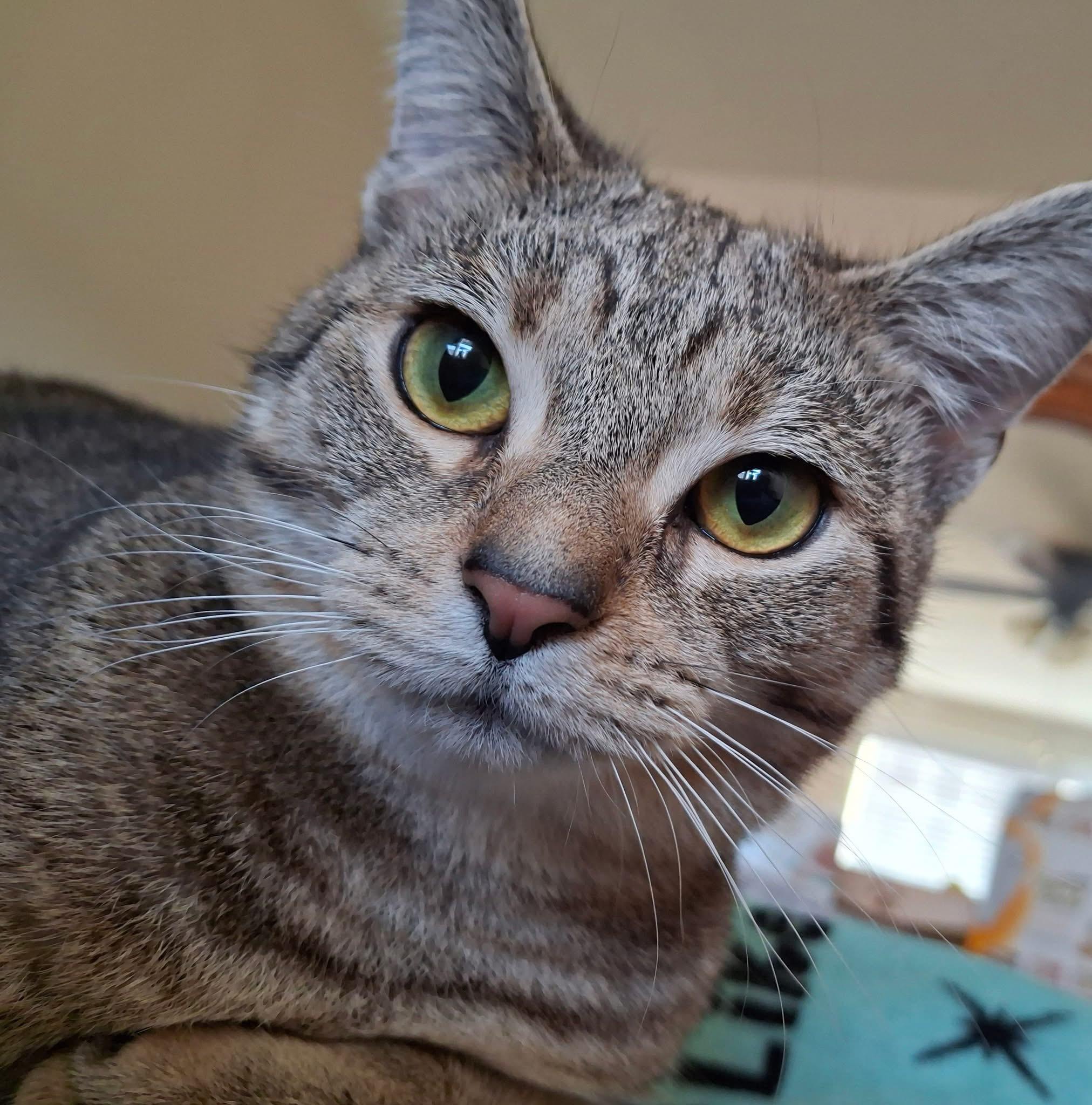 Enlarge Venus, a Adoptable Domestic Short Hair in Carnegie, PA image 3/6