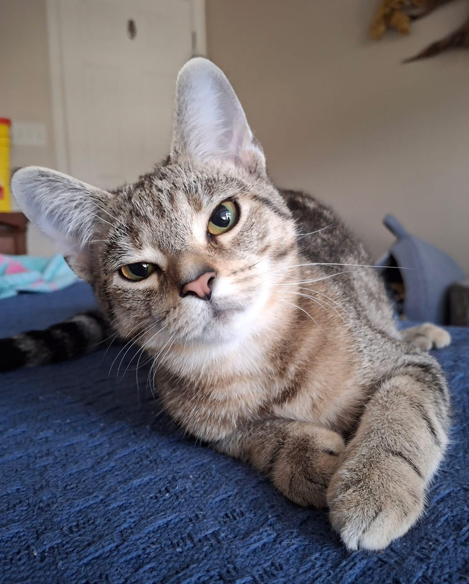 Enlarge Venus, a Adoptable Domestic Short Hair in Carnegie, PA image 4/6